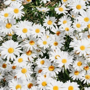 White Bouquet