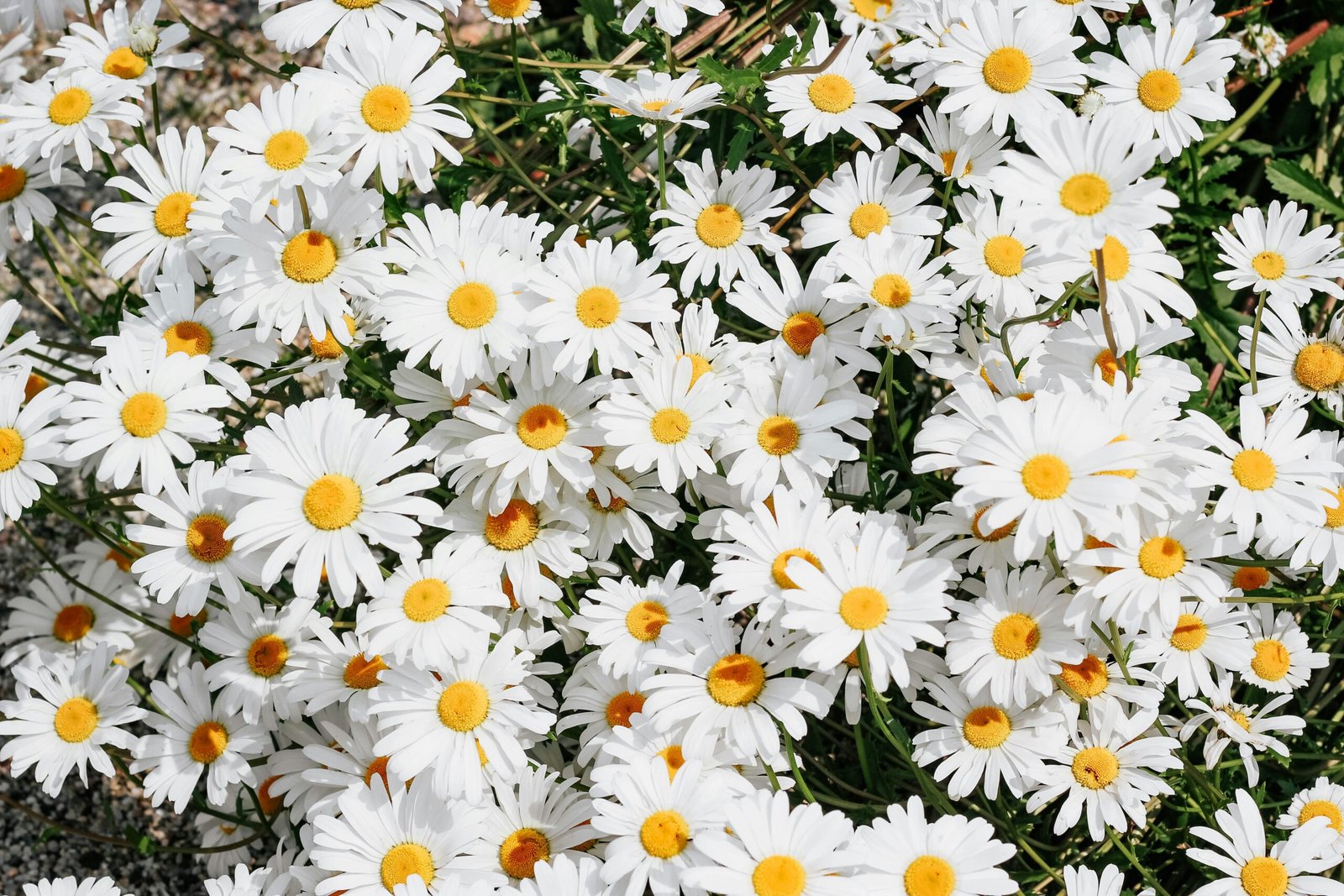 White Bouquet